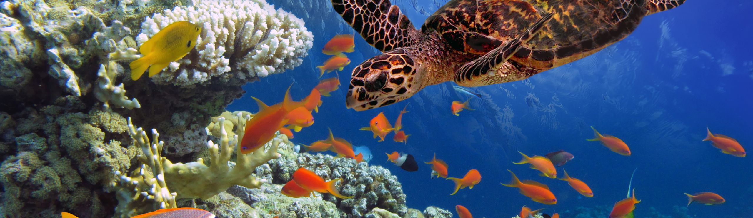 What to Expect Freediving Dahab