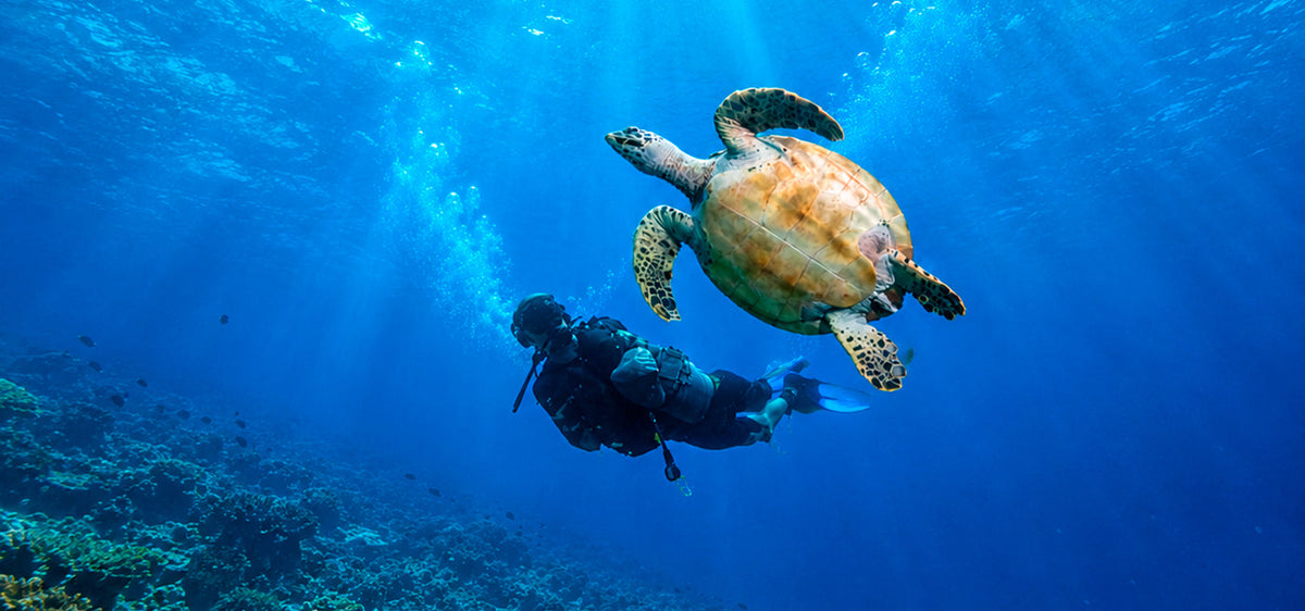 Best Dive Sites in Koh Tao: Your Complete Guide to Diving Thailand's Turtle Island