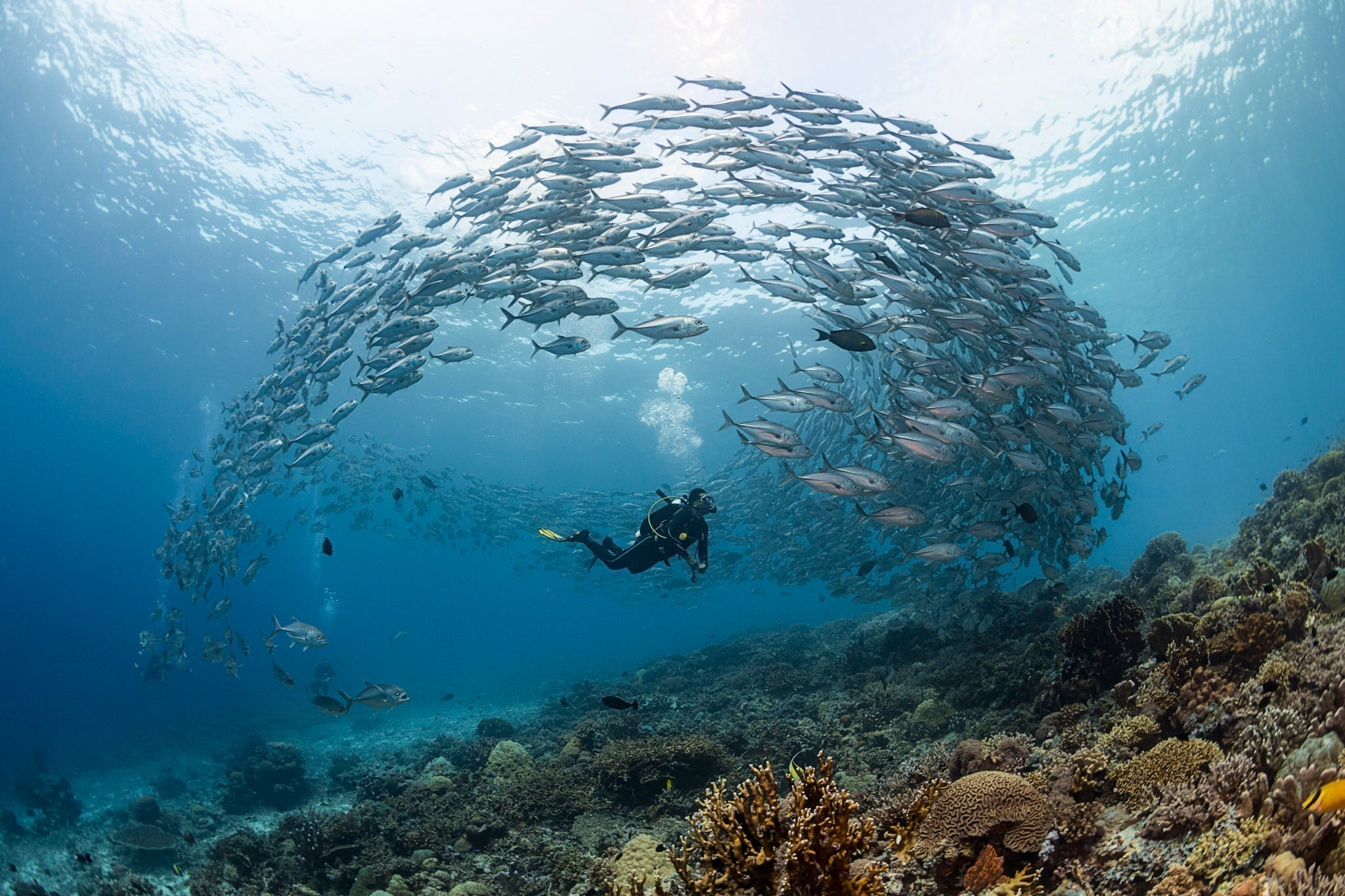 Best Liveaboard Diving Trips in the World (2026 Guide)