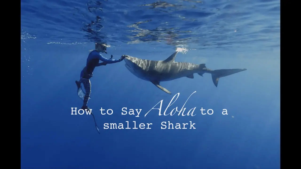 What to do when a Shark Approaches