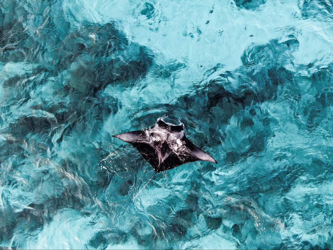 Manta Ray Diving Spots