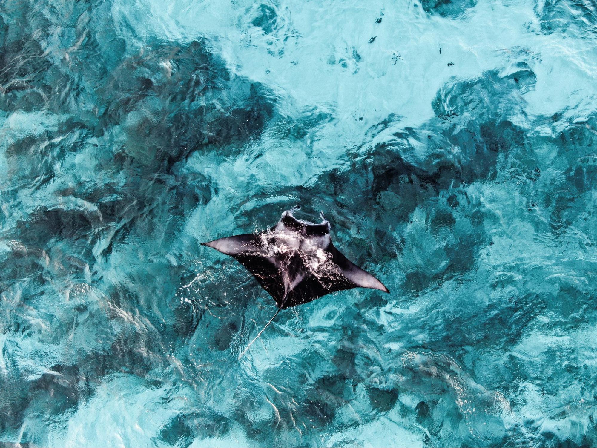 Manta Ray Diving Spots