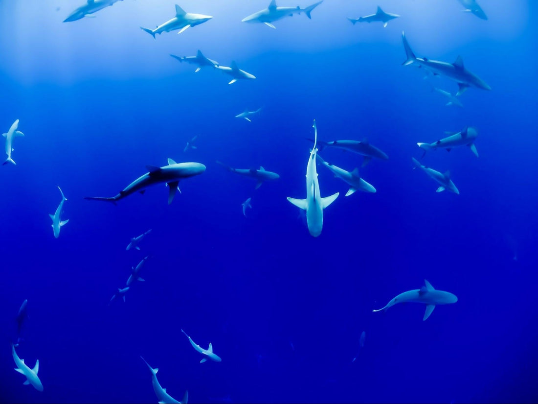Best Shark Diving Destinations Around the World