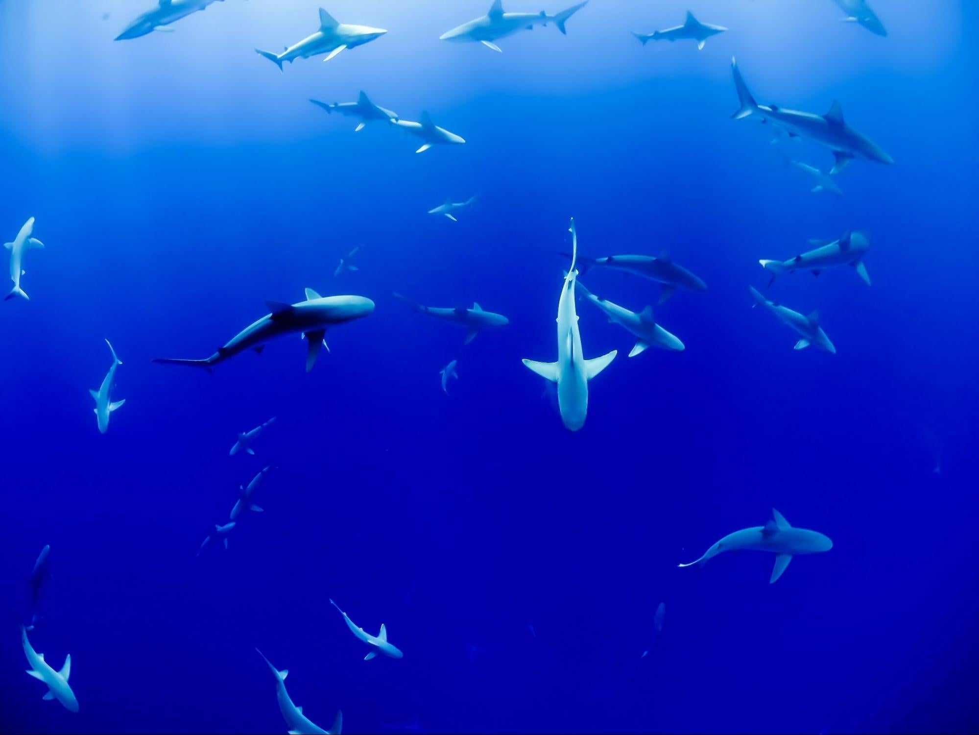 Best Shark Diving Destinations Around the World