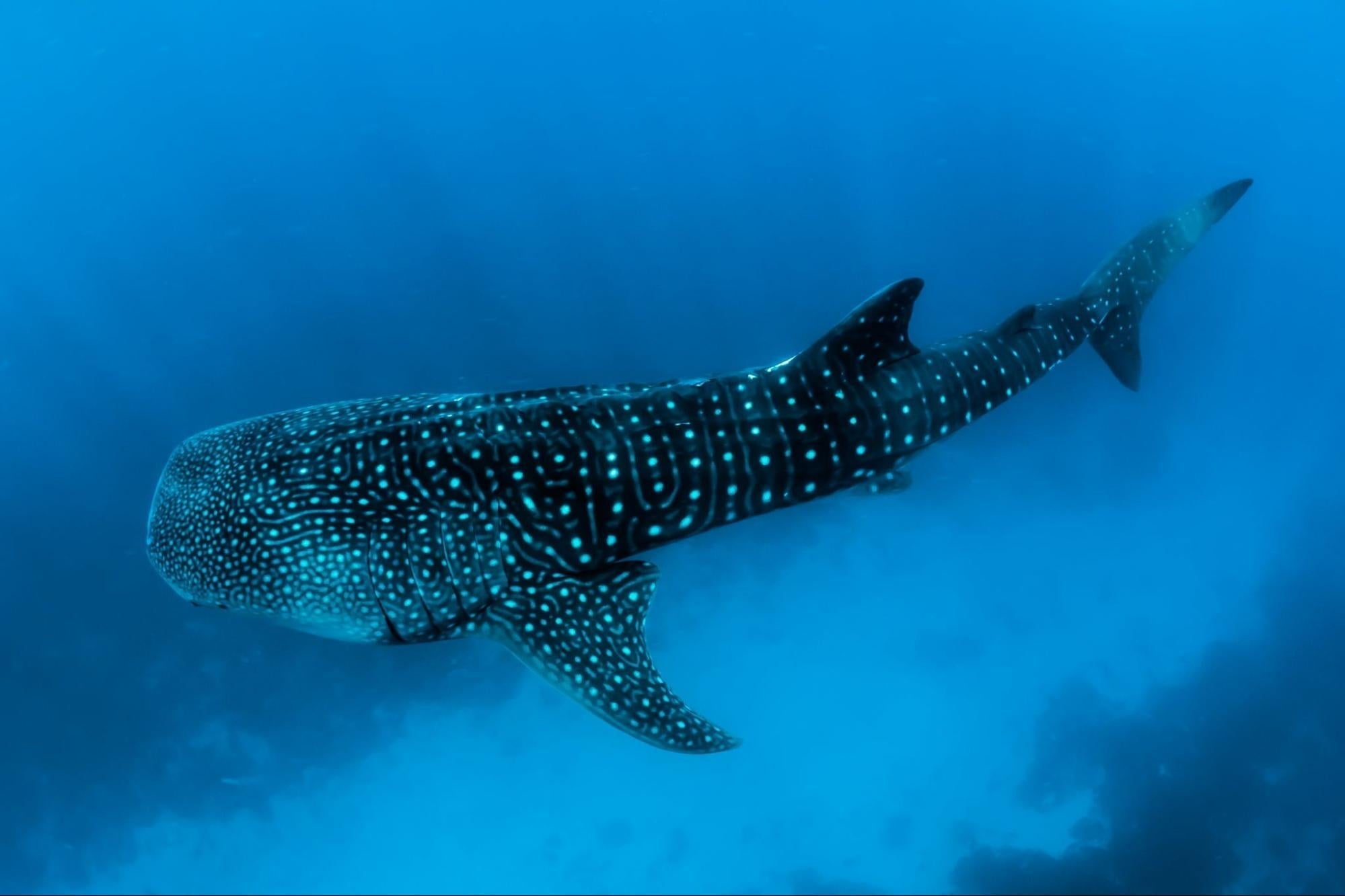 Best Whale Shark Diving Locations Around the World