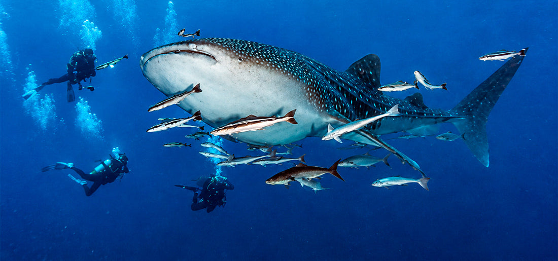Swimming with Giants: The Thrill of Whale Shark Diving in Thailand