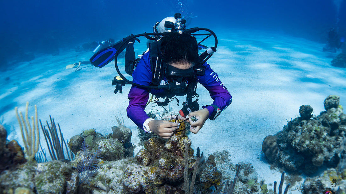 Divers for Climate: Connecting Divers to Protect What They Love