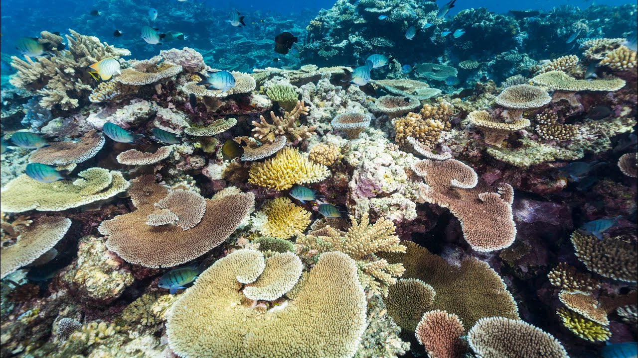 Kickstarting the global reef restoration industry