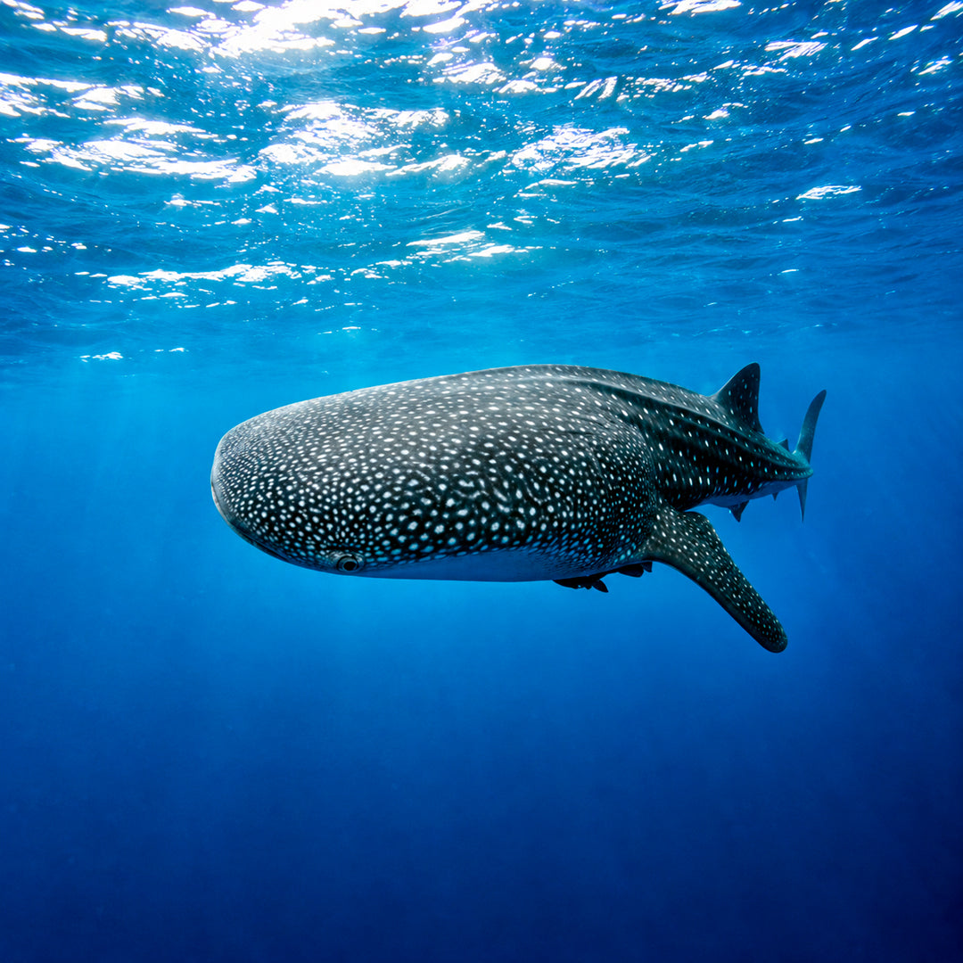 Egypt’s Thrilling Shark Diving Experiences