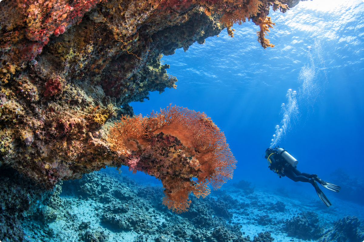 Red Sea Diving