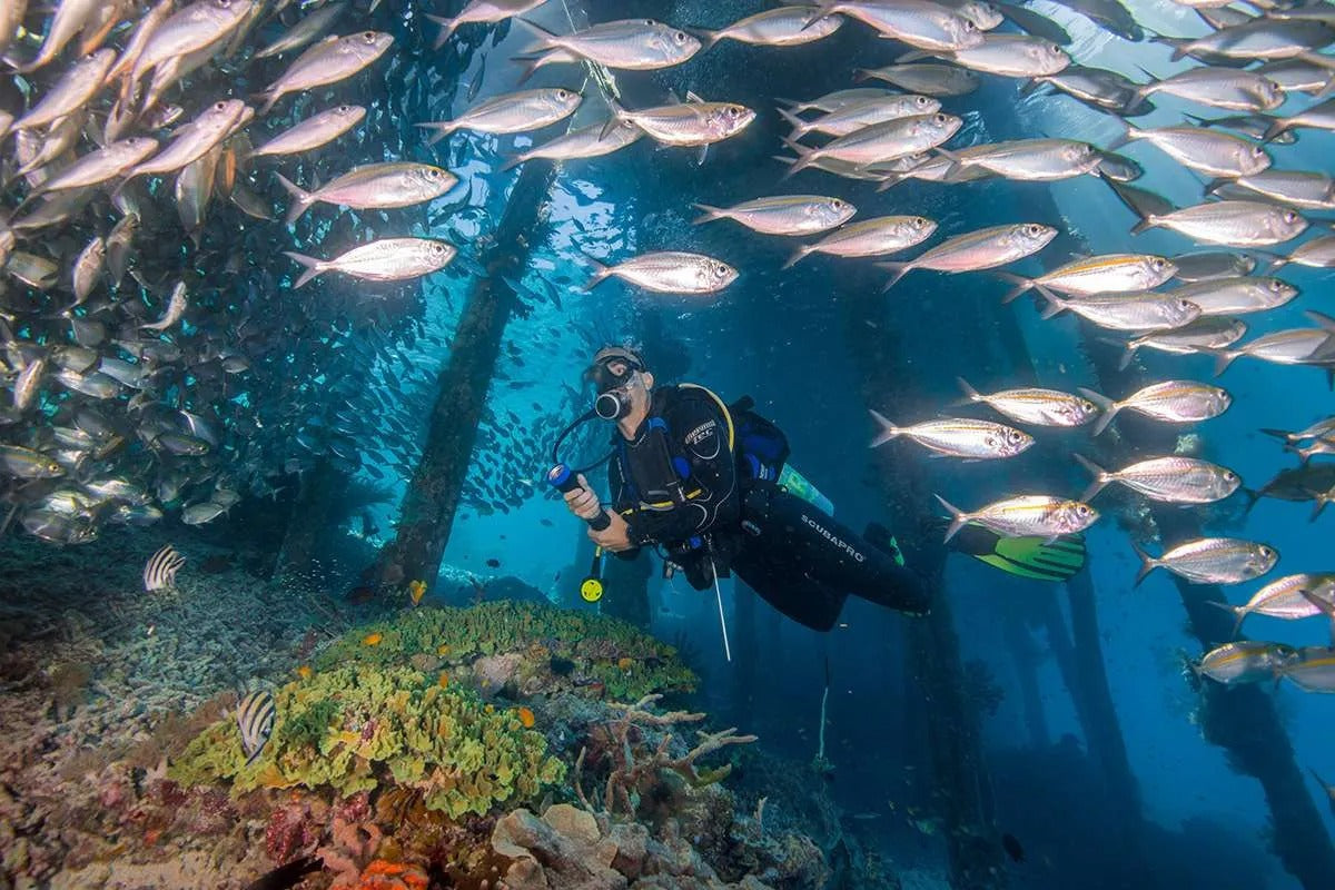 Raja Ampat Diving Guide: Best Dive Sites, Season, Marine Life & Travel Tips
