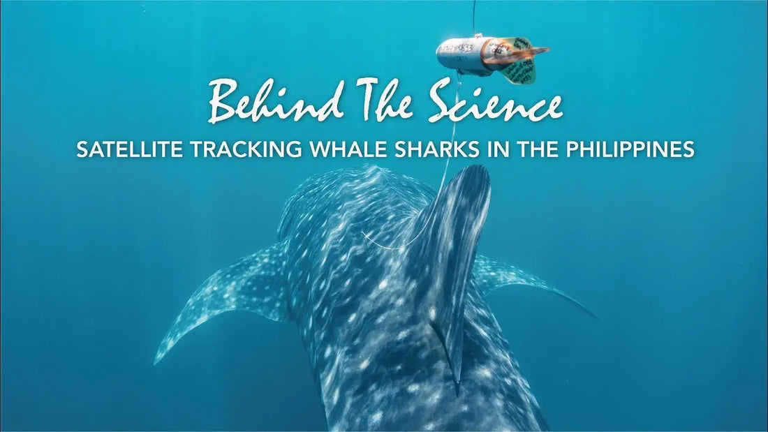 Satellite Tracking Whale Sharks in the Philippines