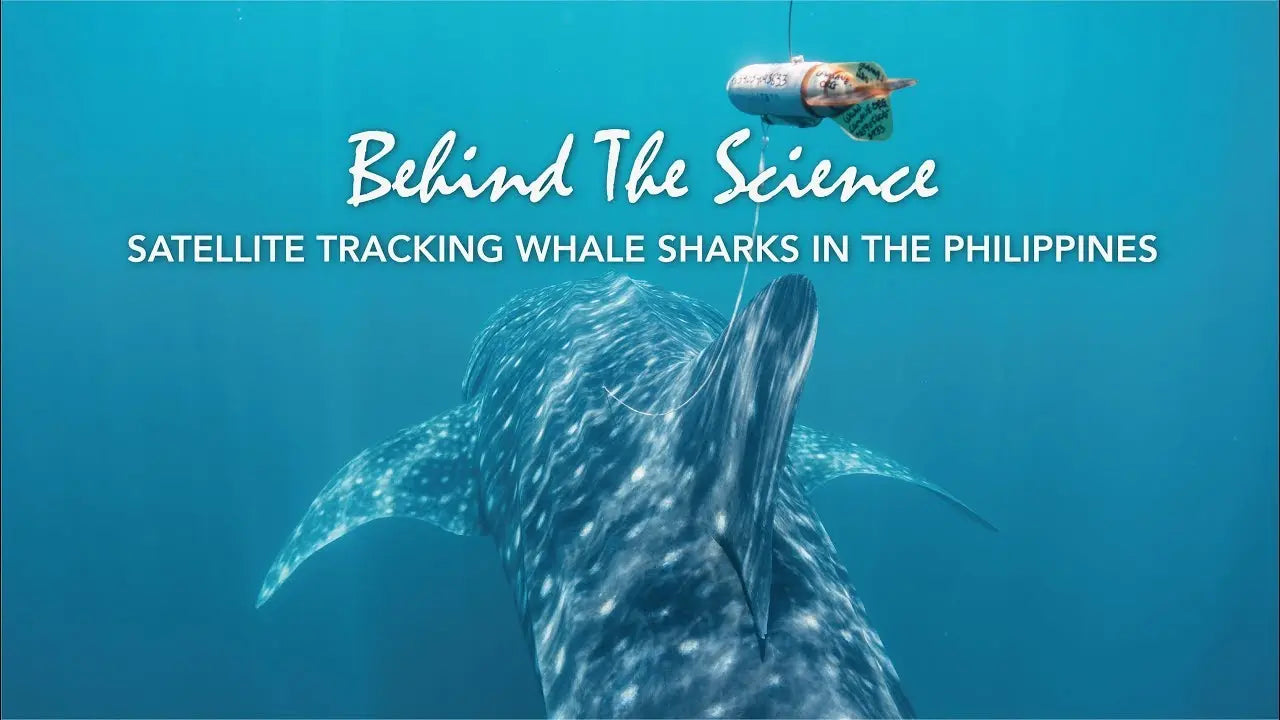 Satellite Tracking Whale Sharks in the Philippines