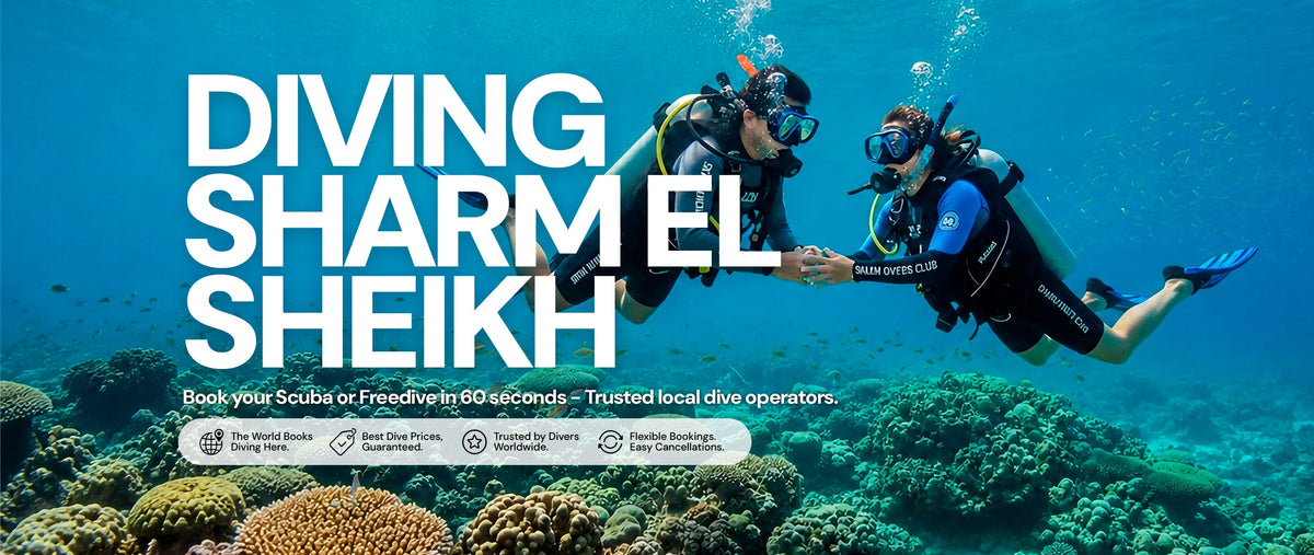 Diving Sharm El Sheikh Egypt