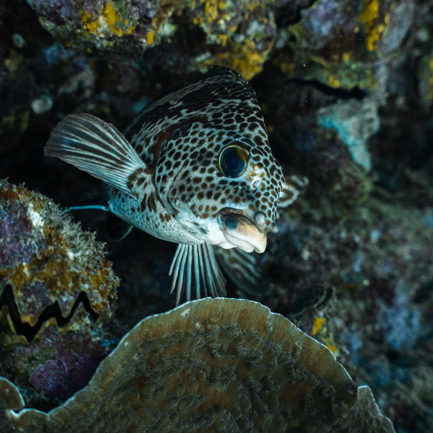 Shark Bay Fun Diving