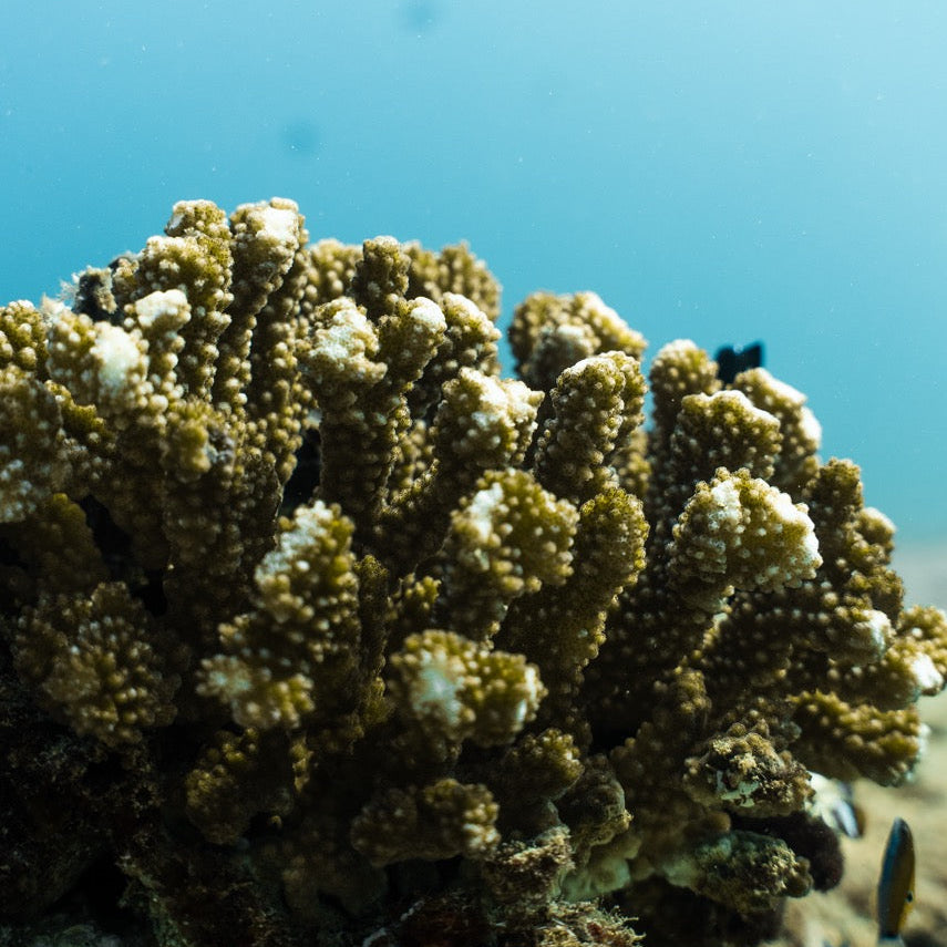 Shark Bay Fun Diving