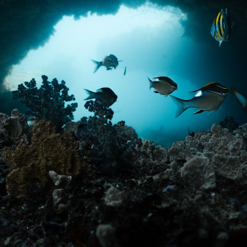 Shark Bay Fun Diving