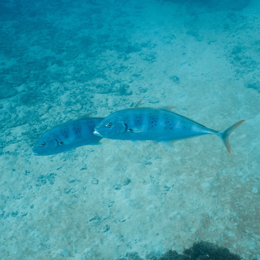Shark Bay Fun Diving
