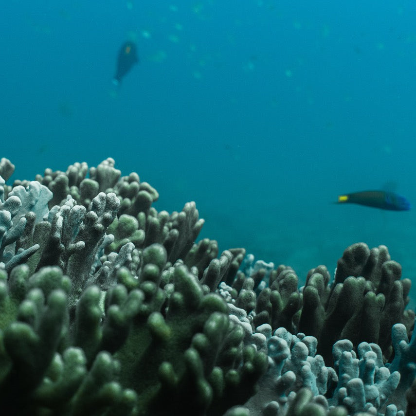 Shark Bay Fun Diving