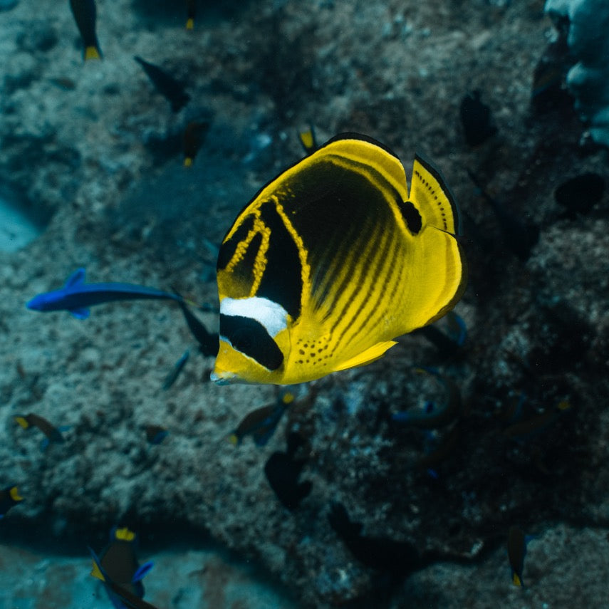 Shark Bay Fun Diving