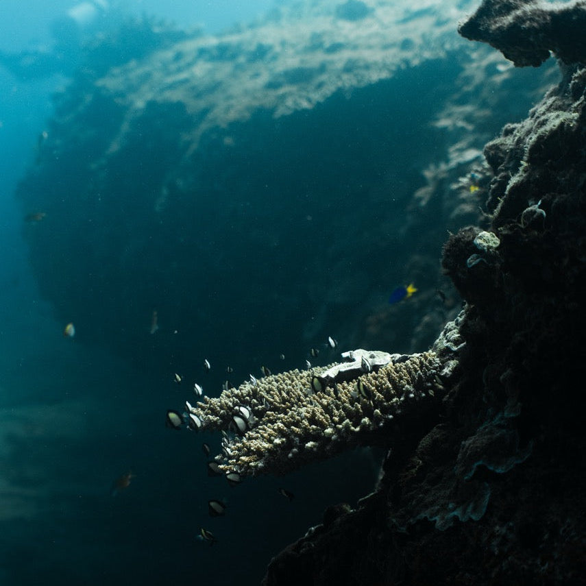 Shark Bay Fun Diving