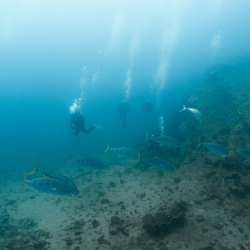 Shark Bay Fun Diving