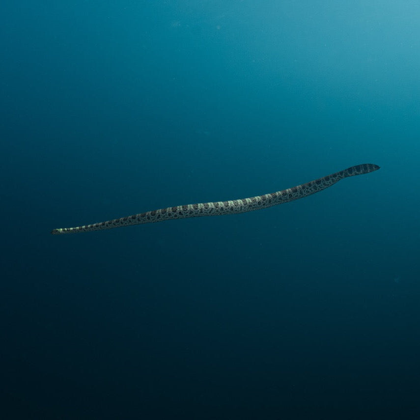 Shark Bay Fun Diving