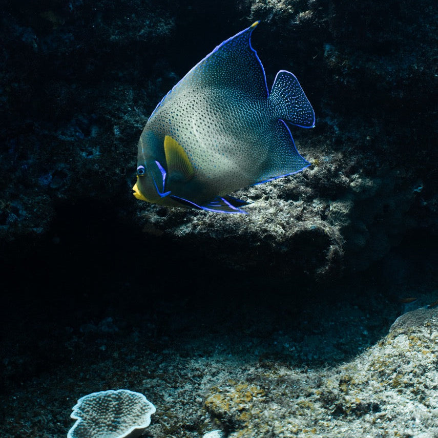 Shark Bay Fun Diving