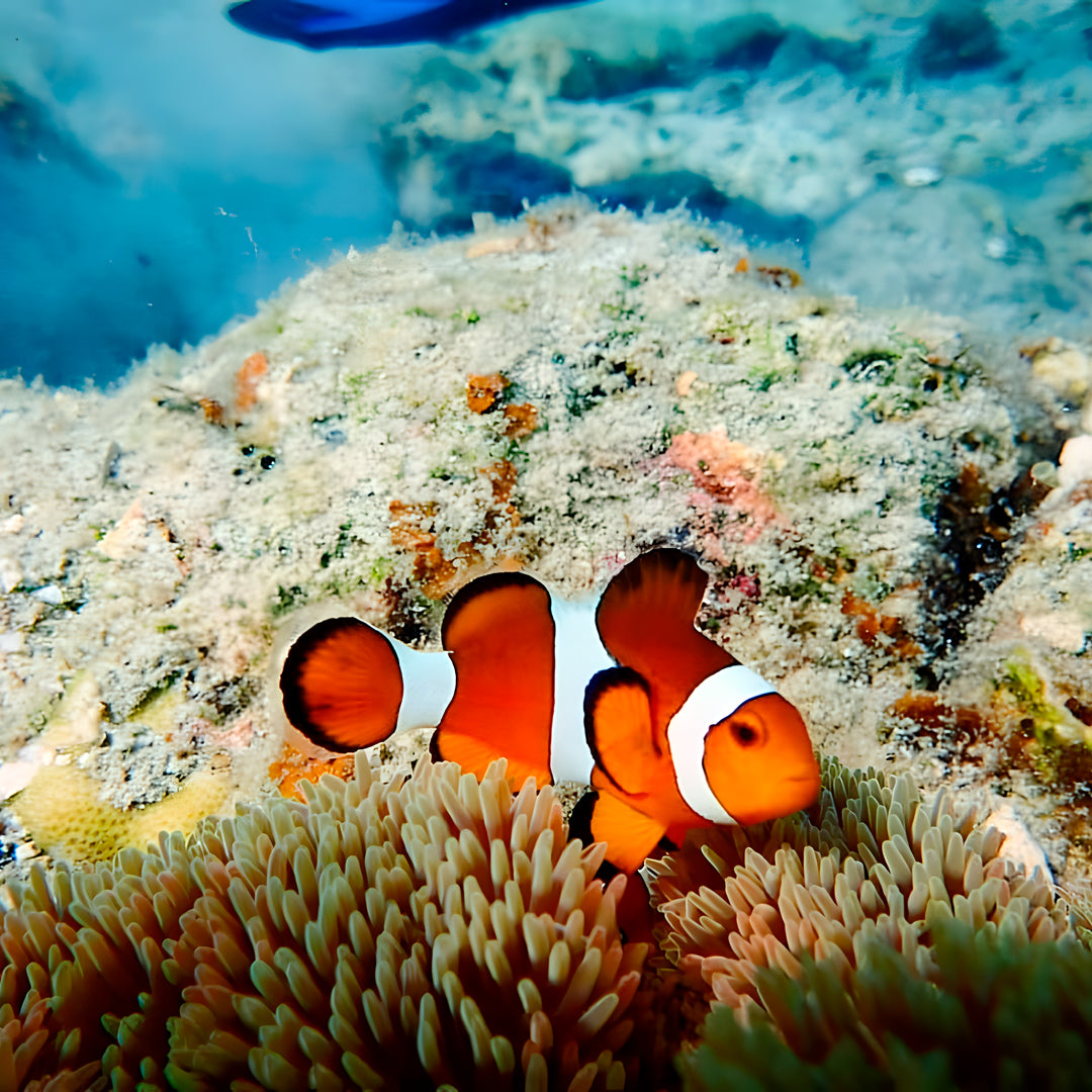 South Ari Atoll PADI Advanced Open Water Diver
