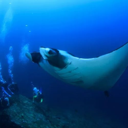 Red Sea Scuba Diving Liveaboard