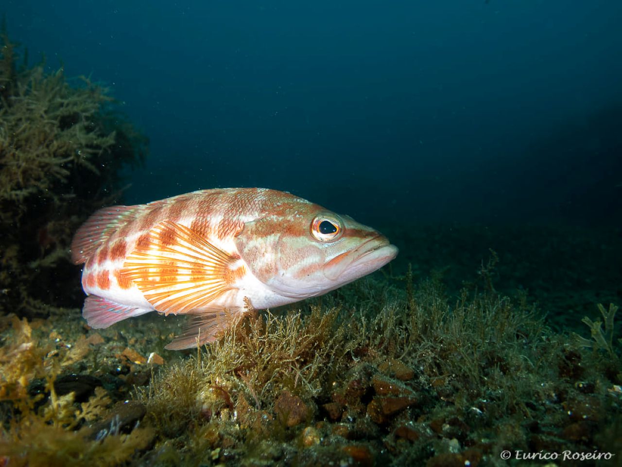 Sao Miguel Discovery Scuba Dive