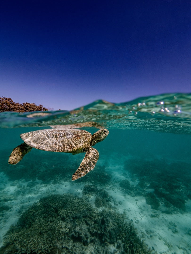 Narooma Seal Diving Trip