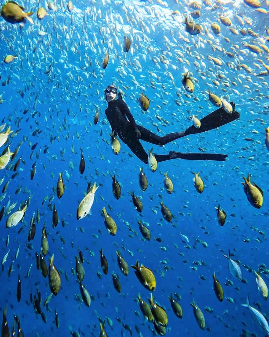 Narooma Seal Diving Trip