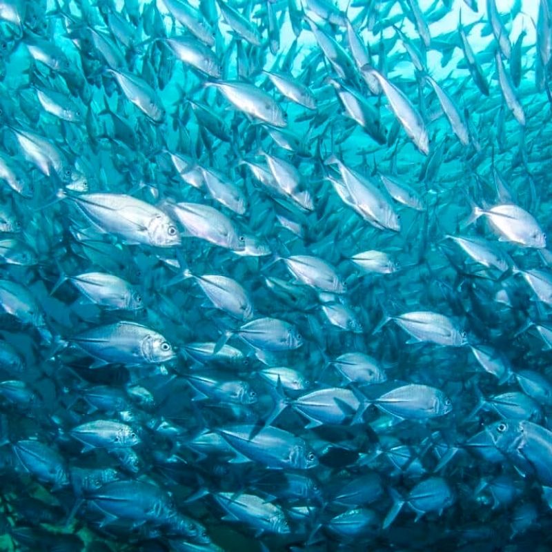 Discover Scuba Diving