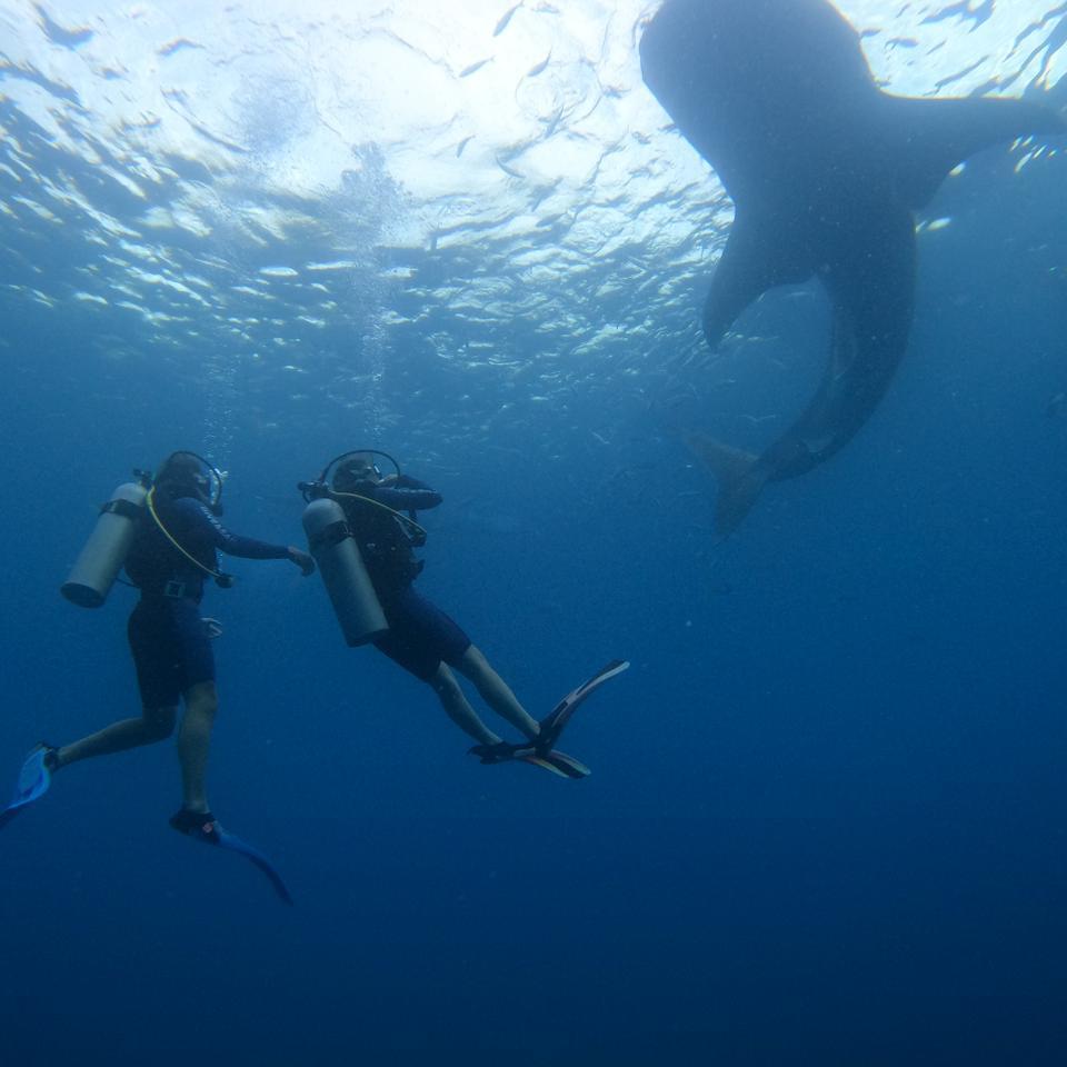 Scuba Diving with the Whale Sharks in Oslob
