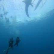 Scuba Diving with the Whale Sharks in Oslob