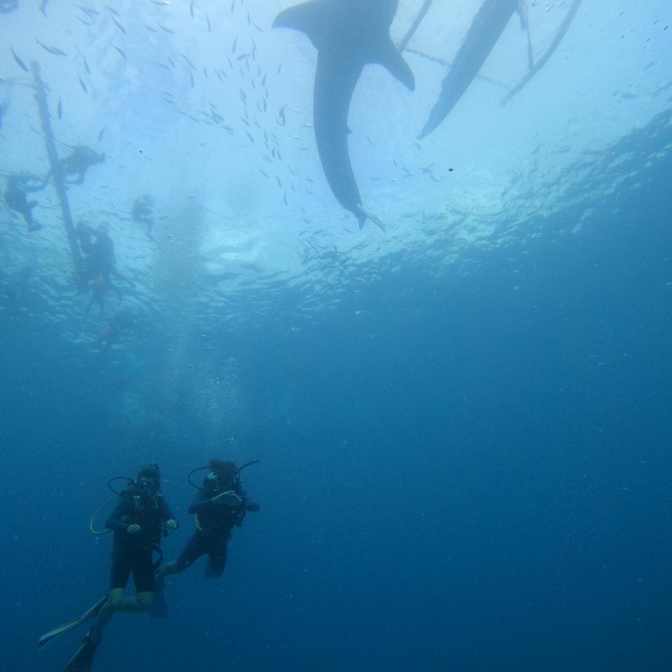 Scuba Diving with the Whale Sharks in Oslob