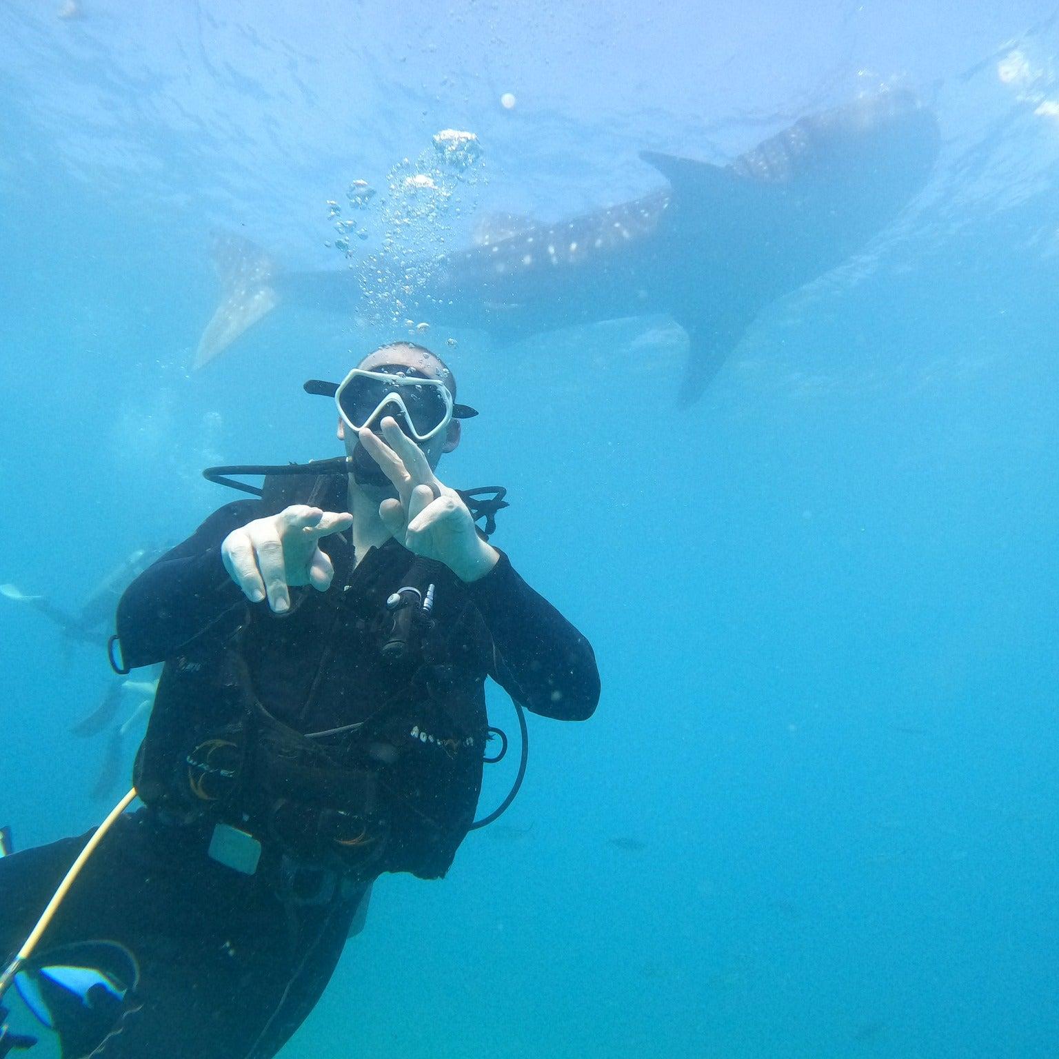 Scuba Diving with the Whale Sharks in Oslob