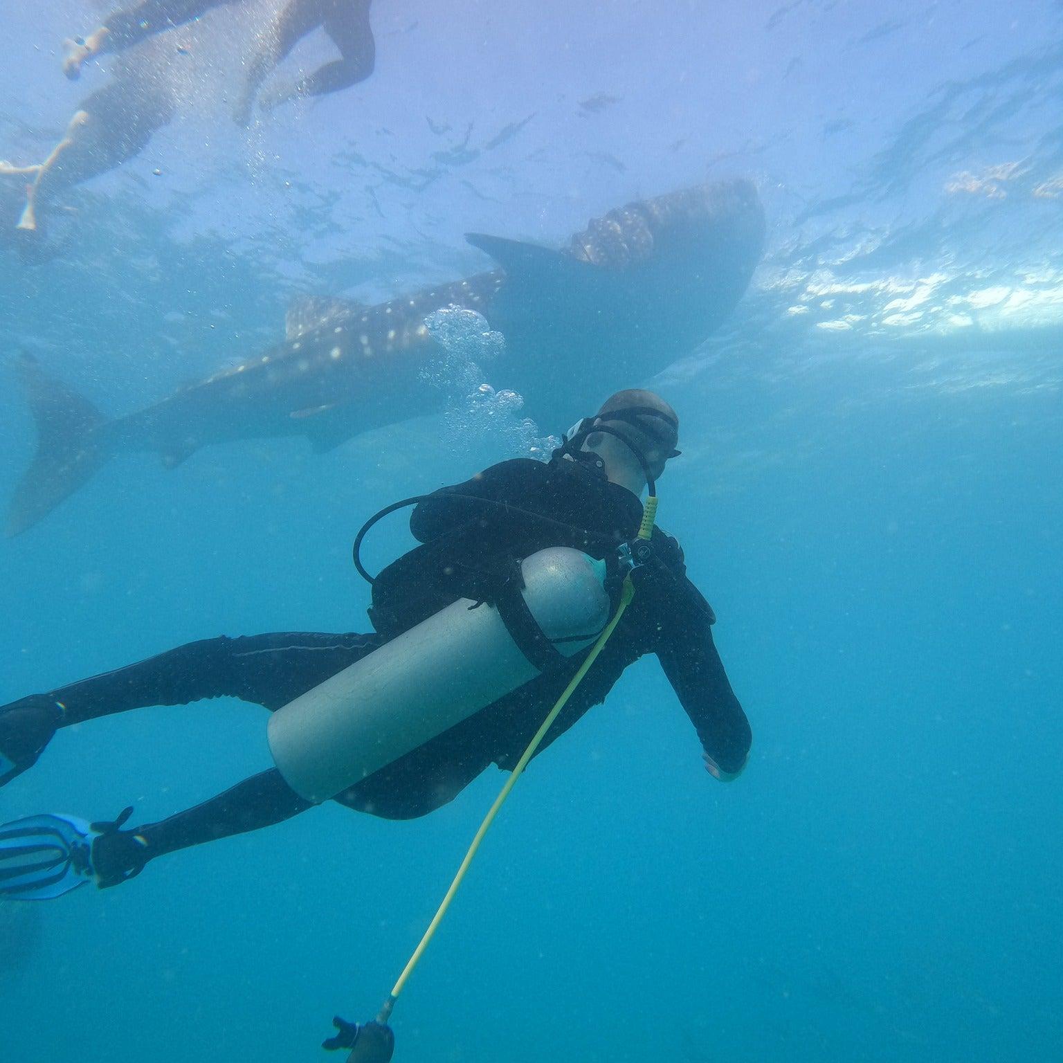 Scuba Diving with the Whale Sharks in Oslob
