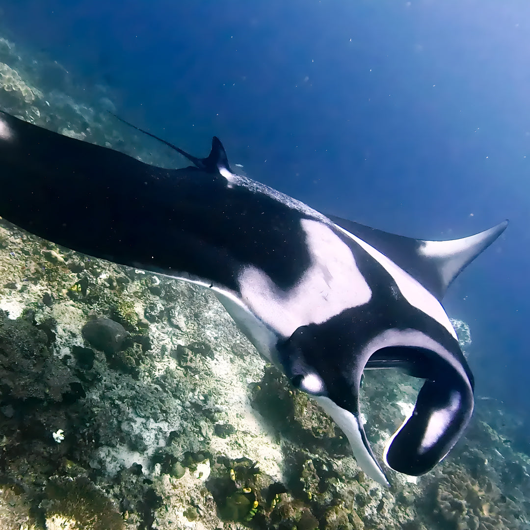 Raja Ampat Freediving Liveaboard