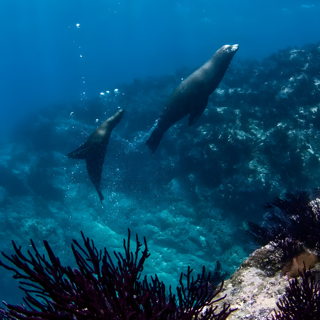 Raja Ampat Freediving Liveaboard