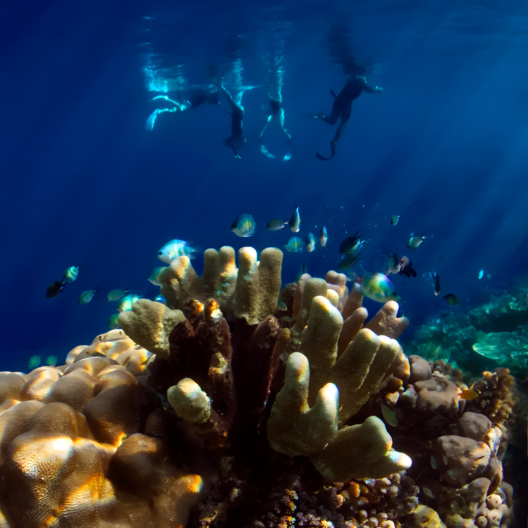 Raja Ampat Freediving Liveaboard