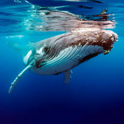 Whale Song Safari Tonga Dive Trip
