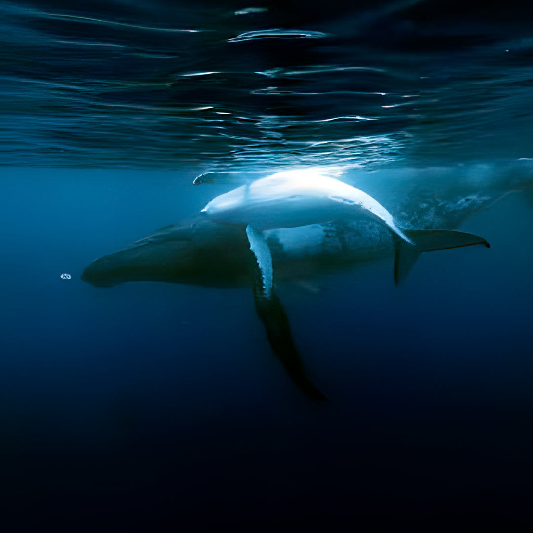 Whale Song Safari Tonga Dive Trip
