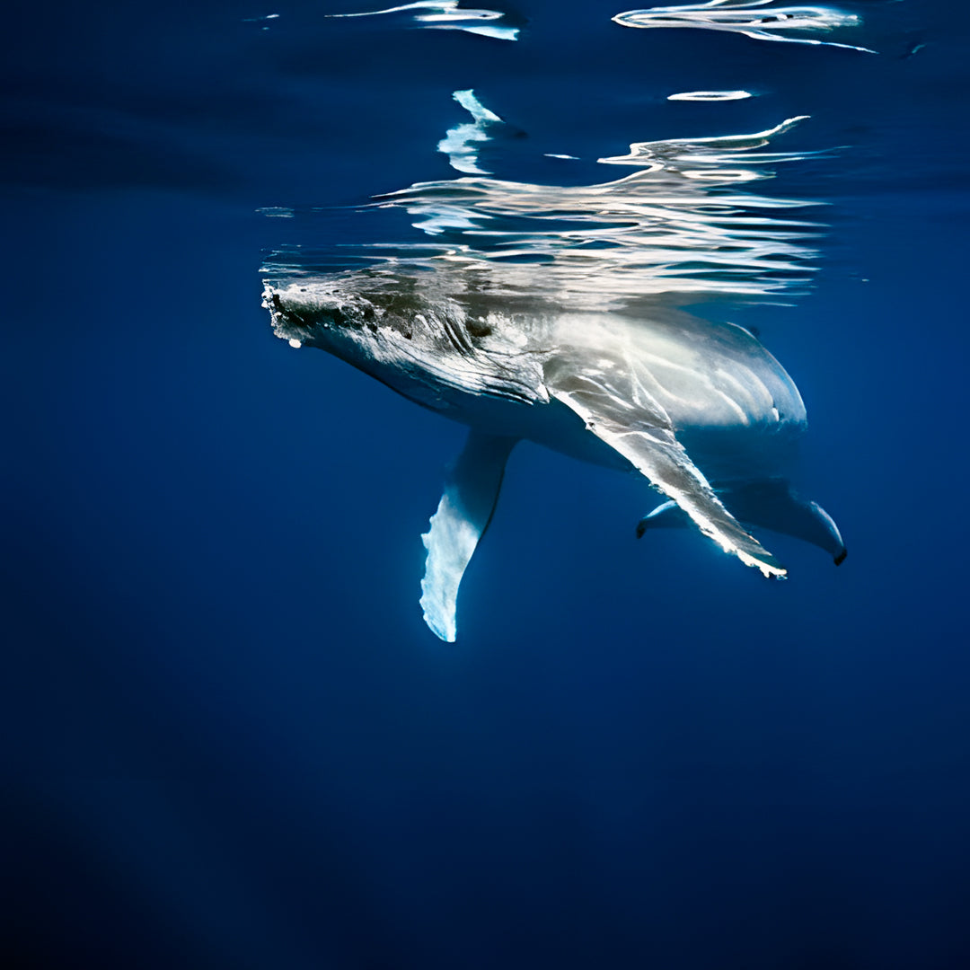 Whale Song Safari Tonga Dive Trip