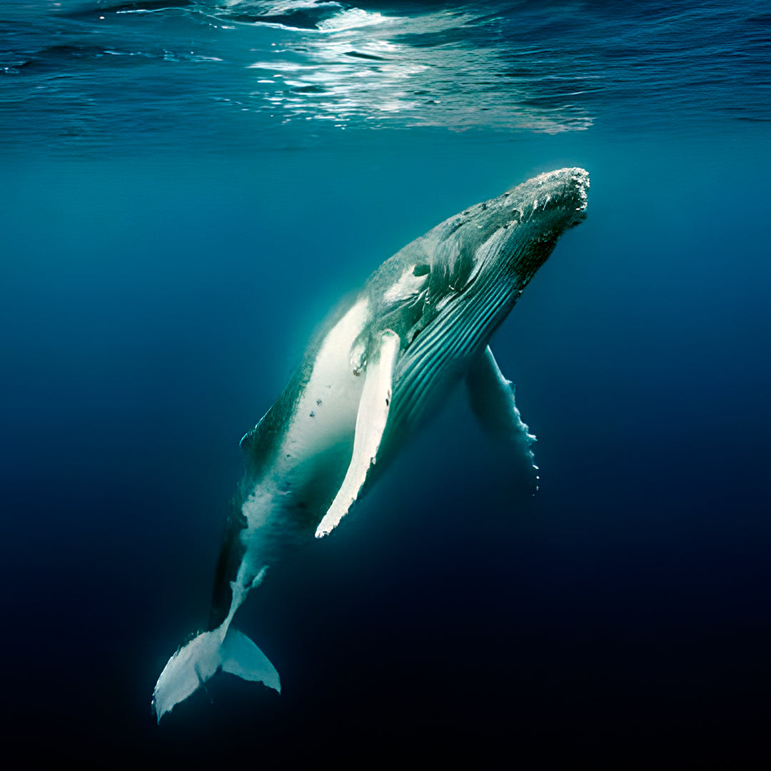 Whale Song Safari Tonga Dive Trip