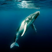 Whale Song Safari Tonga Dive Trip