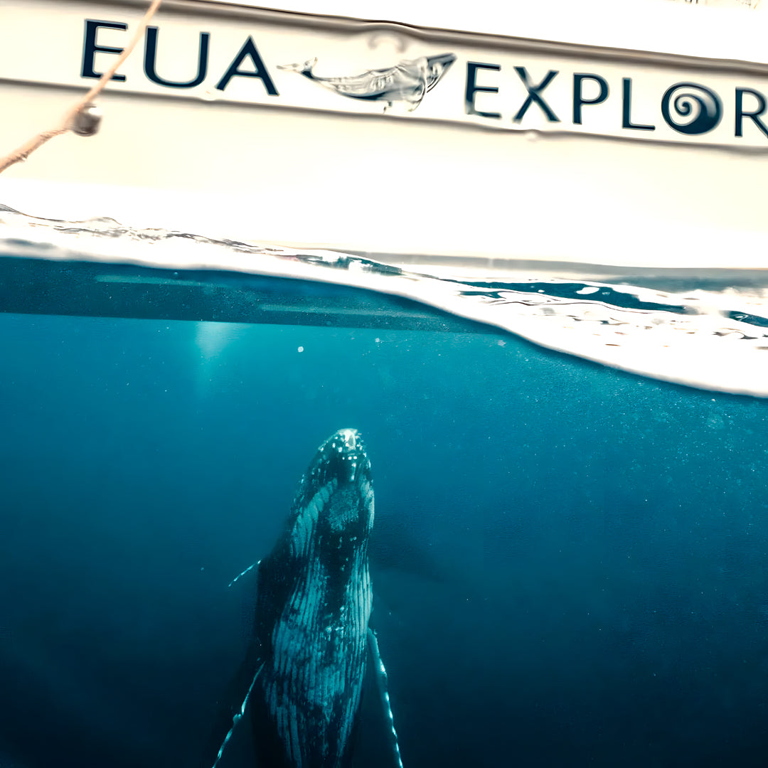 Whale Song Safari Tonga Dive Trip