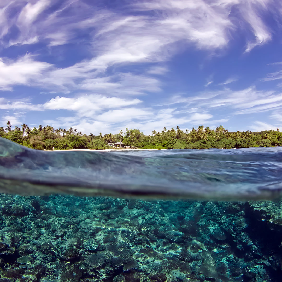 Whale Song Safari Tonga Dive Trip