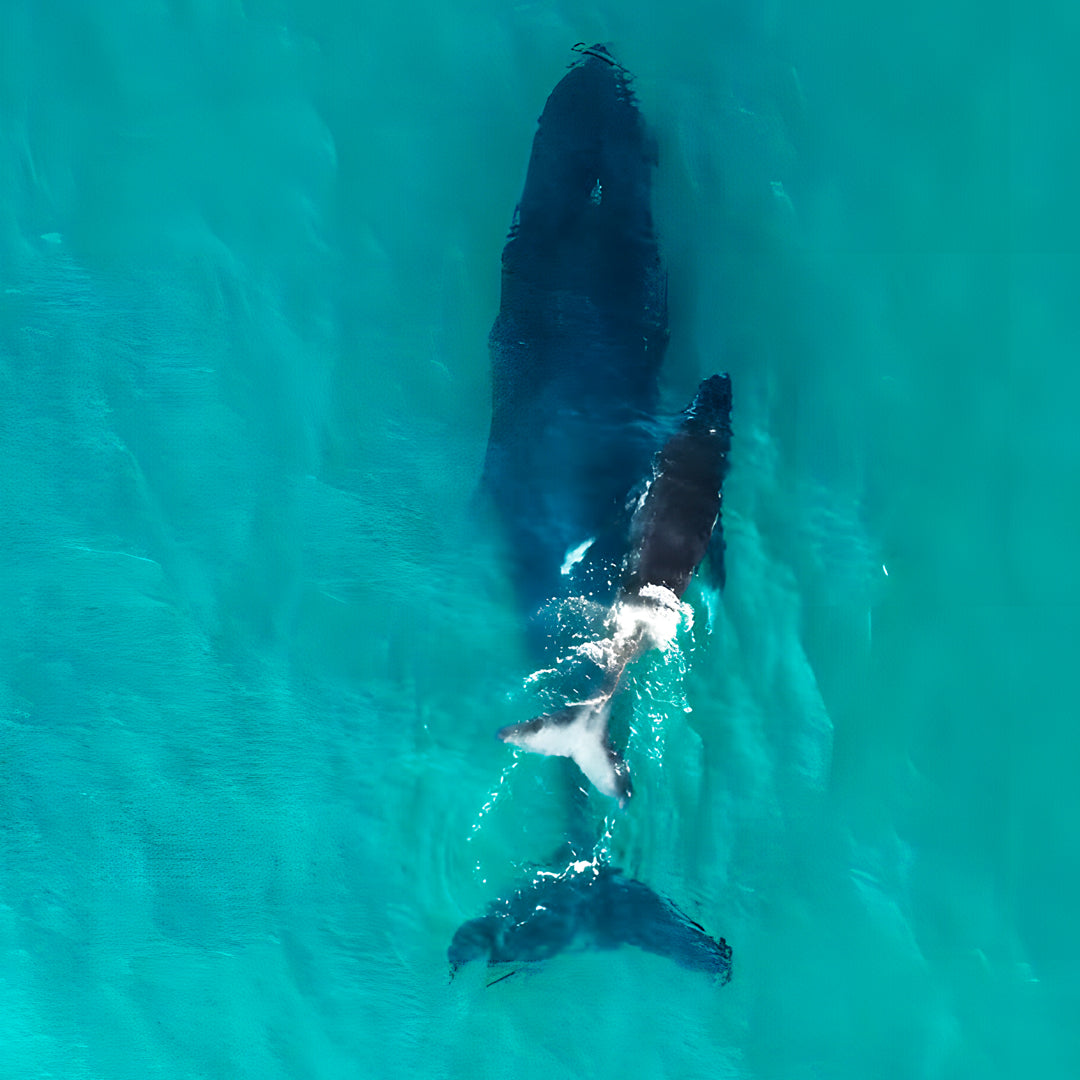 Whale Song Safari Tonga Dive Trip